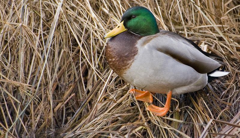 02 - Colvert mâle.jpg